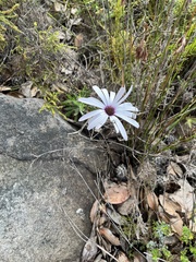 Dimorphotheca nudicaulis