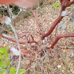 Arctostaphylos montereyensis