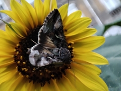 Autographa gamma