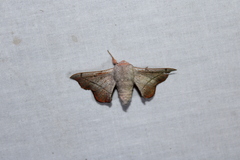 Cicinnus melsheimeri