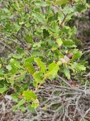 Quercus vaseyana