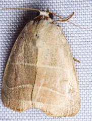 Bagisara rectifascia