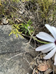 Dimorphotheca nudicaulis