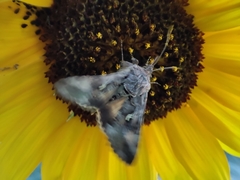 Autographa gamma