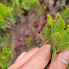 Arctostaphylos montereyensis