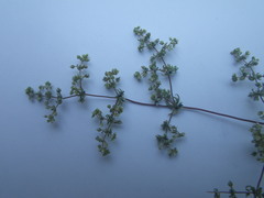 Adenogramma glomerata