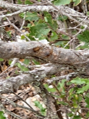 Quercus vaseyana