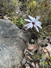 Dimorphotheca nudicaulis