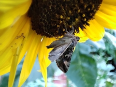 Autographa gamma