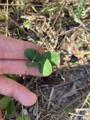Trifolium repens