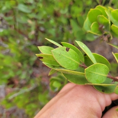 Arctostaphylos montereyensis