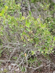 Quercus vaseyana