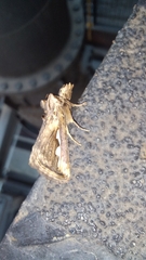 Didugua argentilinea