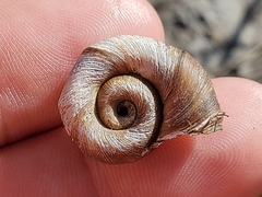 Planorbella campanulata