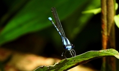 Argia insipida