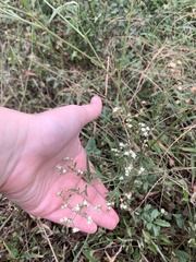 Parthenium hysterophorus