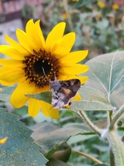 Autographa gamma