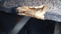 Didugua argentilinea