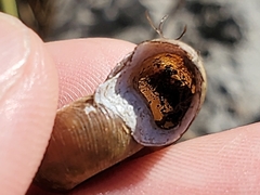 Planorbella campanulata