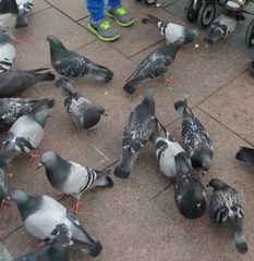Columba livia domestica