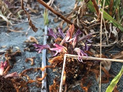Aphyllon californicum californicum