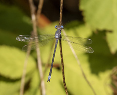 Archilestes californicus