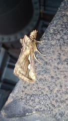 Didugua argentilinea