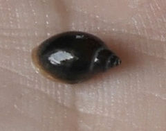 Physa