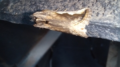 Didugua argentilinea