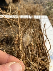 Polypogon monspeliensis