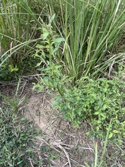 Ludwigia hyssopifolia