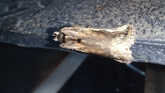 Didugua argentilinea