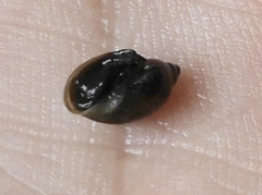 Physa