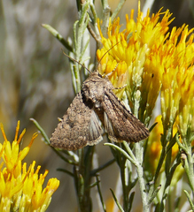 Protorthodes alfkenii