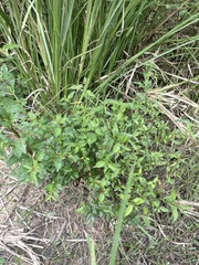 Ludwigia hyssopifolia