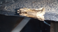 Didugua argentilinea