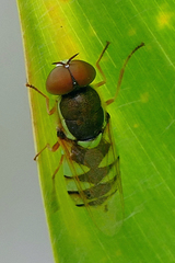 Odontomyia cincta