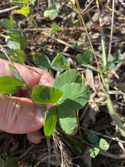 Trifolium repens