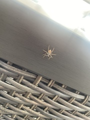 Menemerus semilimbatus