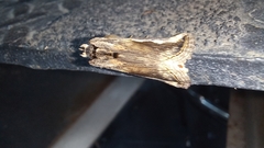 Didugua argentilinea