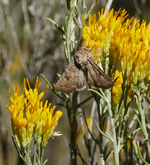 Protorthodes alfkenii