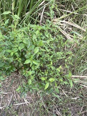 Ludwigia hyssopifolia