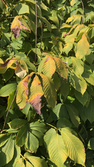 Aesculus parviflora