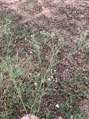 Parthenium hysterophorus
