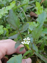 Nasturtium microphyllum