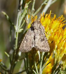 Protorthodes alfkenii