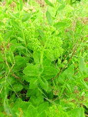 Hylotelephium telephium