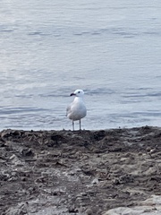 Ichthyaetus audouinii