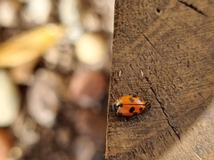 Hippodamia variegata