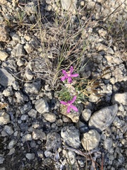 Zeltnera beyrichii